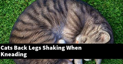 Most of the time purring means your cat is content, comfortable and feeling safe. . Cat kneading back legs shaking